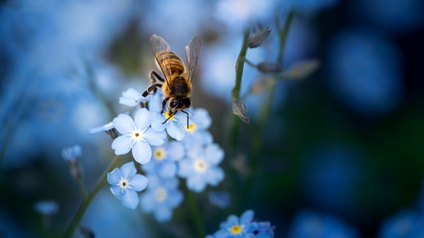 Sustainability at Trafag &ndash; social commitment (photo of a bee on a flower)
