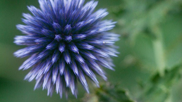 Sustainability at Trafag &ndash; the environment (photo of globe thistle)