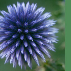 Environment – Sustainability